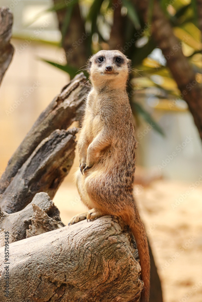 Fototapeta premium Meerkat on sentry duty, Botswana. Suricate group