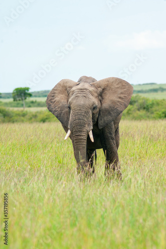 Wild elephant on the grass in National park Africa