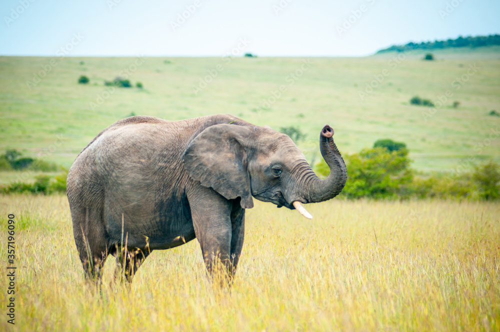 Obraz premium Wild elephant on the grass in National park Africa