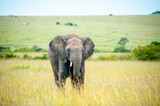 Wild elephant on the grass in National park Africa