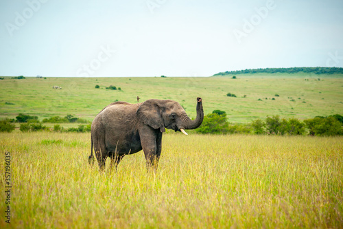 Wild elephant on the grass in National park Africa © Lila Koan