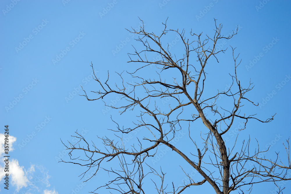 Obraz premium tree branches against blue sky