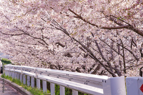 ガードレールと桜並木