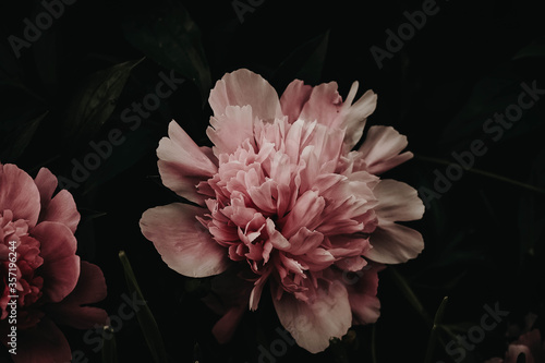 pink peony flower