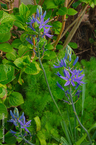 Cammasia quamash blue melody in bloom