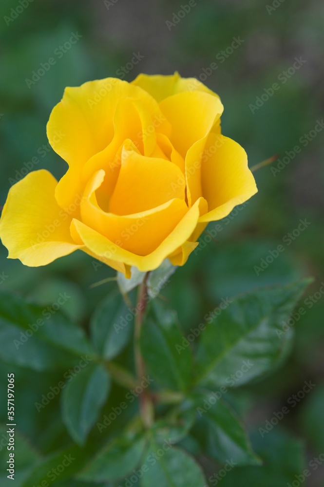 Fototapeta premium The name of this rose is 