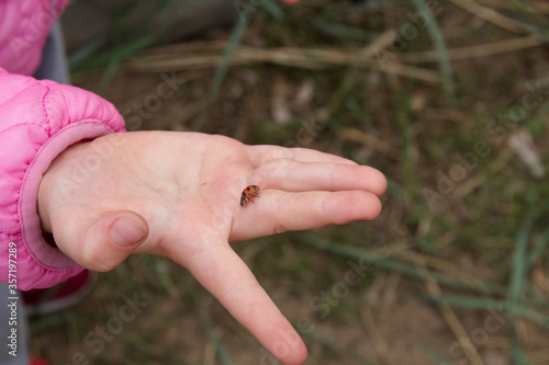 hand of the child with ladybird