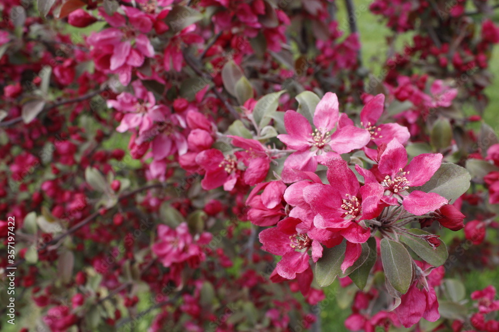 pink flowers in the garden