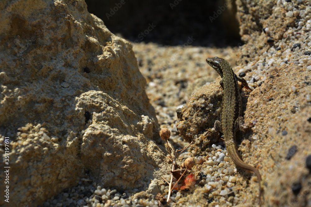 Animals in the wild. Lizard on the rock. Animals in the wild. Lizard on the rock.