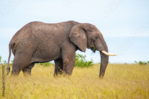 Wild elephant on the grass in National park Africa