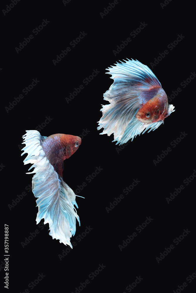 Two flaying and dancing betta siamese fighting fish (Giant Halfmoon Rosetail type in red purple body color and blue white fin color combination) isolated on black background Two flaying and dancing betta siamese fighting fish (Giant Halfmoon Rosetail type in red purple body color and blue white fin color combination) isolated on black background