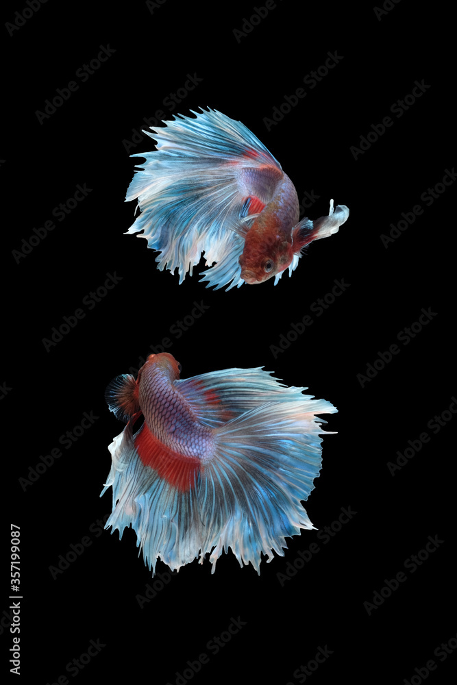 Two flaying and dancing betta siamese fighting fish (Giant Halfmoon Rosetail type in red purple body color and blue white fin color combination) isolated on black background Two flaying and dancing betta siamese fighting fish (Giant Halfmoon Rosetail type in red purple body color and blue white fin color combination) isolated on black background