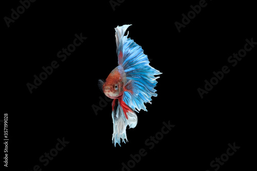 Front view of betta siamese fighting fish (Giant Halfmoon Rosetail type in red purple body color and blue white fin color combination) isolated on black background