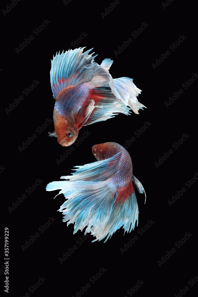Two flaying and dancing betta siamese fighting fish (Giant Halfmoon Rosetail type in red purple body color and blue white fin color combination) isolated on black background Two flaying and dancing betta siamese fighting fish (Giant Halfmoon Rosetail type in red purple body color and blue white fin color combination) isolated on black background