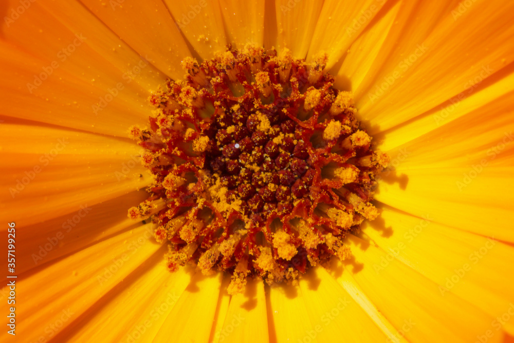 Macro of a center of an yellow and orange flower Macro of a center of an yellow and orange flower