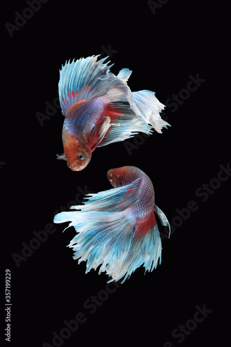 Two flaying and dancing betta siamese fighting fish (Giant Halfmoon Rosetail type in red purple body color and blue white fin color combination) isolated on black background