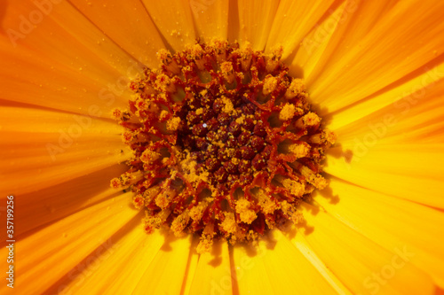 Macro of a center of an yellow and orange flower