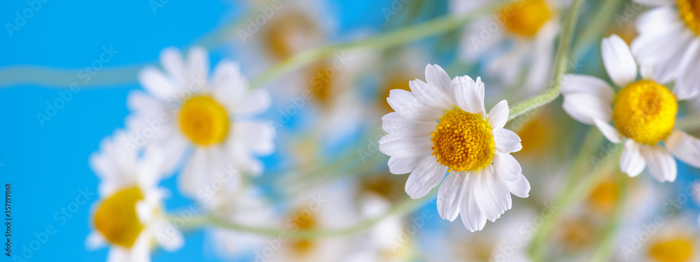 Fototapeta premium Сhamomile (Matricaria recutita), blooming spring flowers on a blue background, closeup, selective focus, with space for text