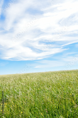 green grass field and blue sky white clouds