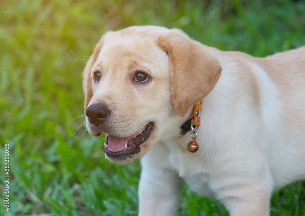 yellow labrador retriever puppy smile with grass field background yellow labrador retriever puppy smile with grass field background