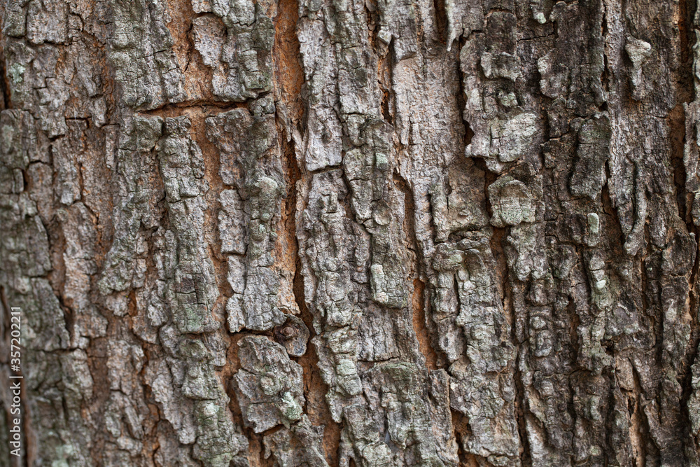 dry tree bark texture and background, nature concept dry tree bark texture and background, nature concept
