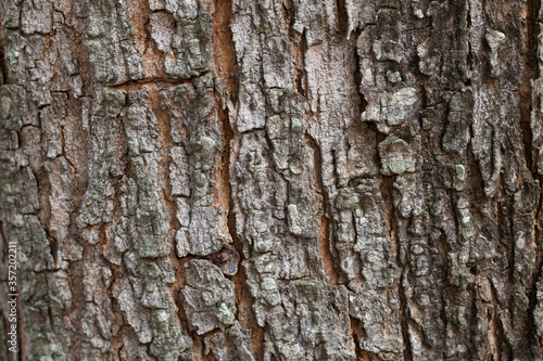 Fototapeta Naklejka Na Ścianę i Meble -  dry tree bark texture and background, nature concept