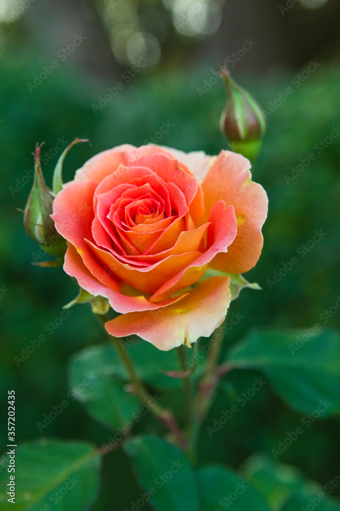 The name of this rose is The name of this rose is