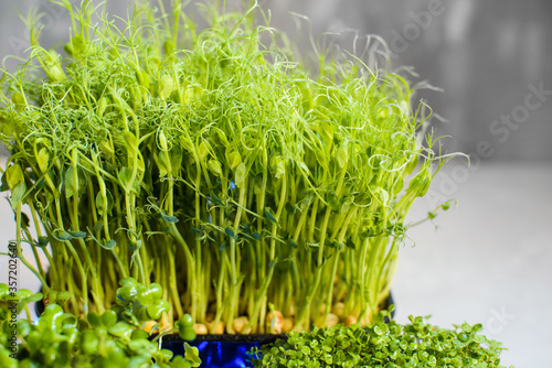 Fresh juicy green microgreens grow in trays. © Elena