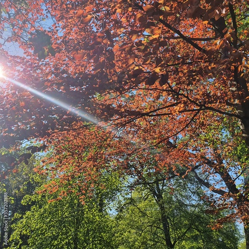 Sunshine Through the Trees on a Beautiful Day in Hexam Park Northumberland photo