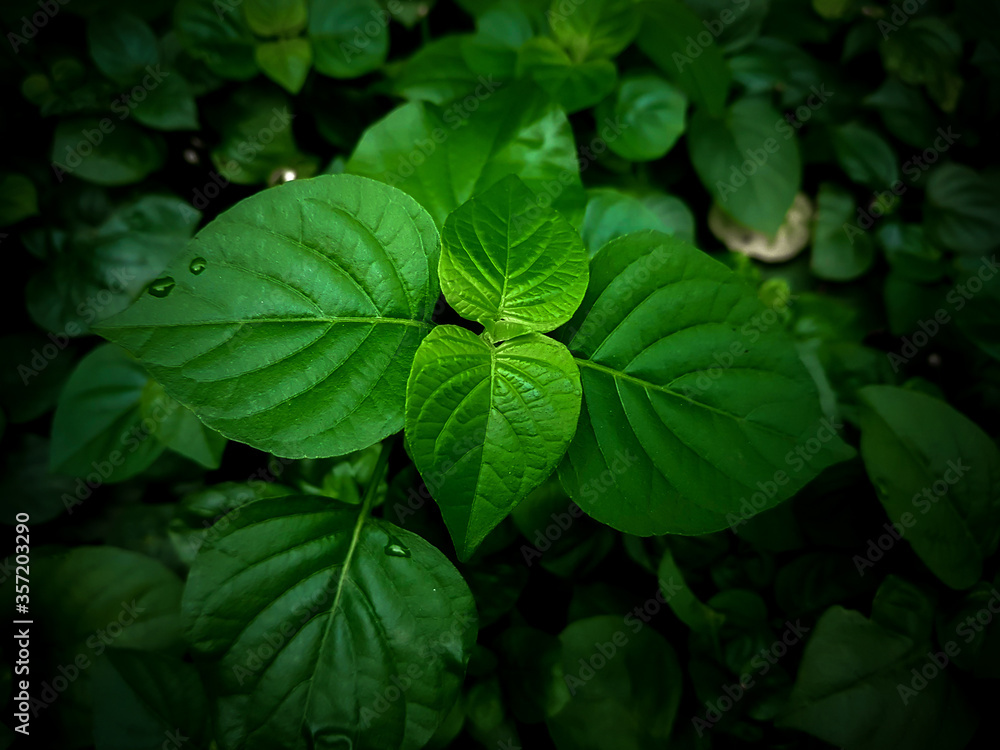 Young leaves of thai herb in botanic garden with dark edge effect. Young leaves of thai herb in botanic garden with dark edge effect.