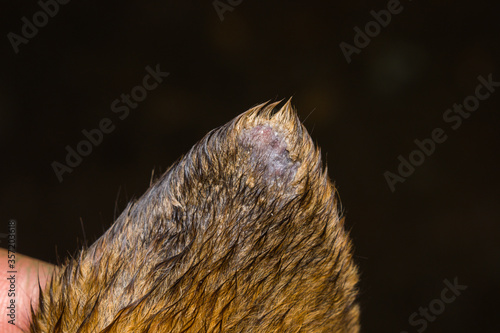 close-up photo of a dog ear with vasculitis photo