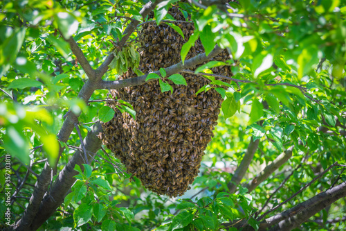 bee swarming in spring season