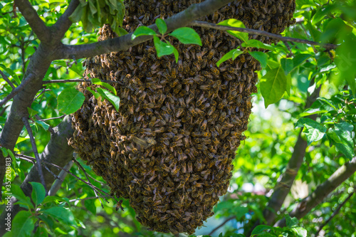 bee swarming in spring season