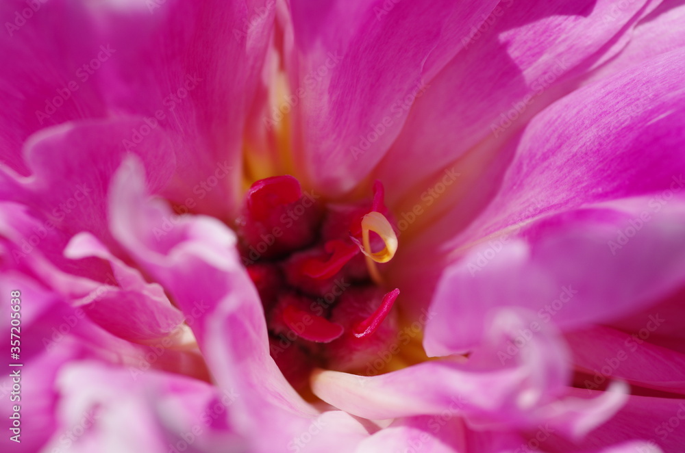 Fascinating Close-up of beautiful light pink peony flower. Peony blossom. Macro. Standalone. Isolated. 