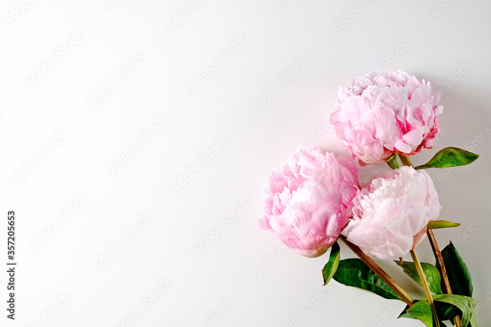 Studio shot of beautiful peony flowers over textured background with a lot of copy space for text. Feminine floral composition. Close up, top view, backdrop, flat lay. Studio shot of beautiful peony flowers over textured background with a lot of copy space for text. Feminine floral composition. Close up, top view, backdrop, flat lay.