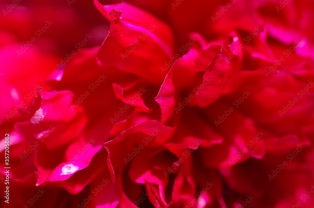 Fascinating Close-up of beautiful cherry red peony flower. Peony blossom. Macro. Standalone. Isolated. Fascinating Close-up of beautiful cherry red peony flower. Peony blossom. Macro. Standalone. Isolated.