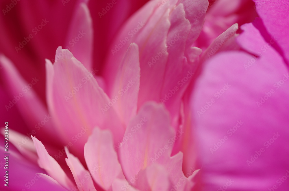 Obraz premium Fascinating Close-up of beautiful light pink peony flower. Peony blossom. Macro. Standalone. Isolated. 