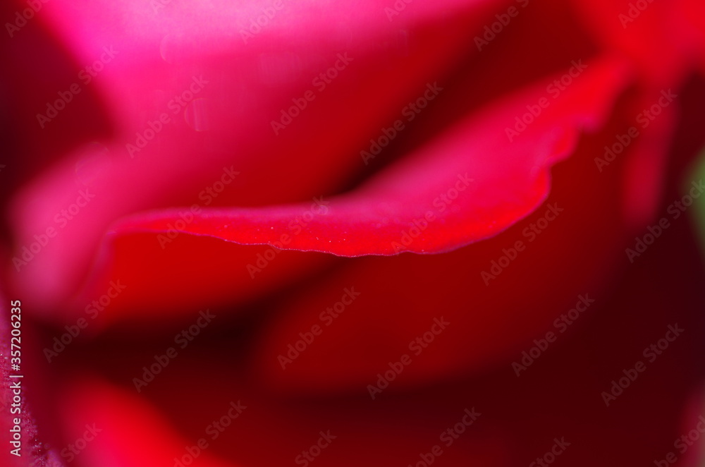 Close-up of wonderful bright red rose blossom. Macro. Isolated. Standalone. Close-up of wonderful bright red rose blossom. Macro. Isolated. Standalone.