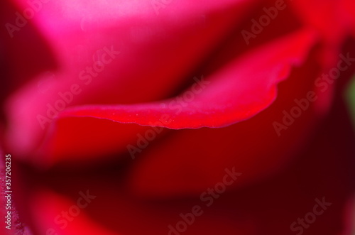 Close-up of wonderful bright red rose blossom. Macro. Isolated. Standalone.