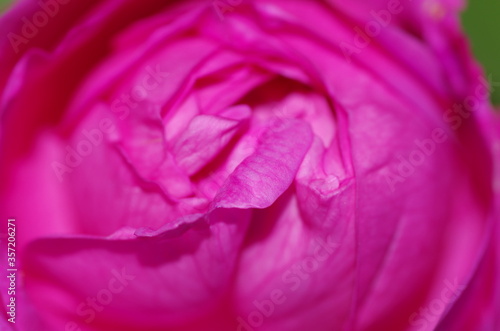 Fascinating Close-up of beautiful light pink peony flower. Peony blossom. Macro. Standalone. Isolated. 
