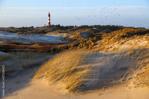 Lighthouse amidst marram grass and sand dunes in Amrum, North frisian island in Schleswig Holstein, Germany photo