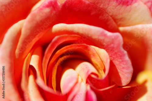 Macro of beautiful light orange rose flower. Rose blossom. Standalone. Close-up. Isolated.