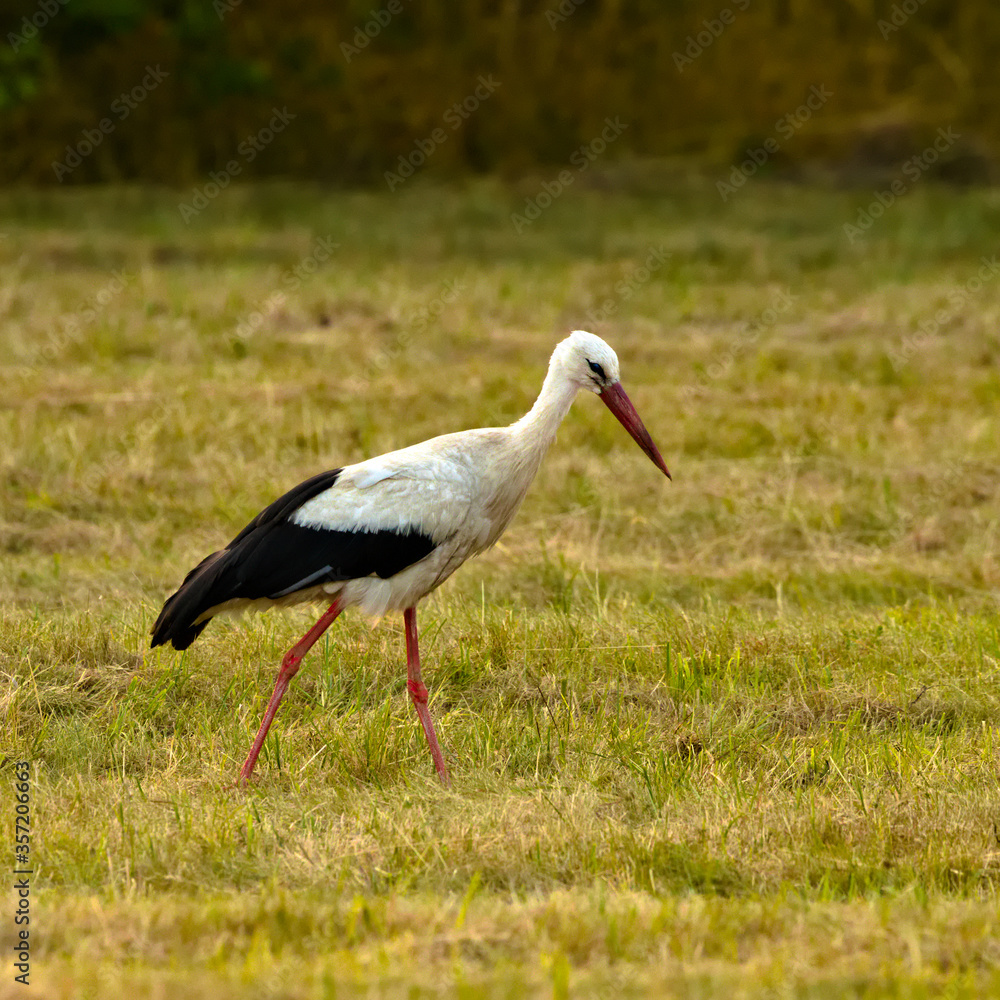 White Stork in a meadow White Stork in a meadow