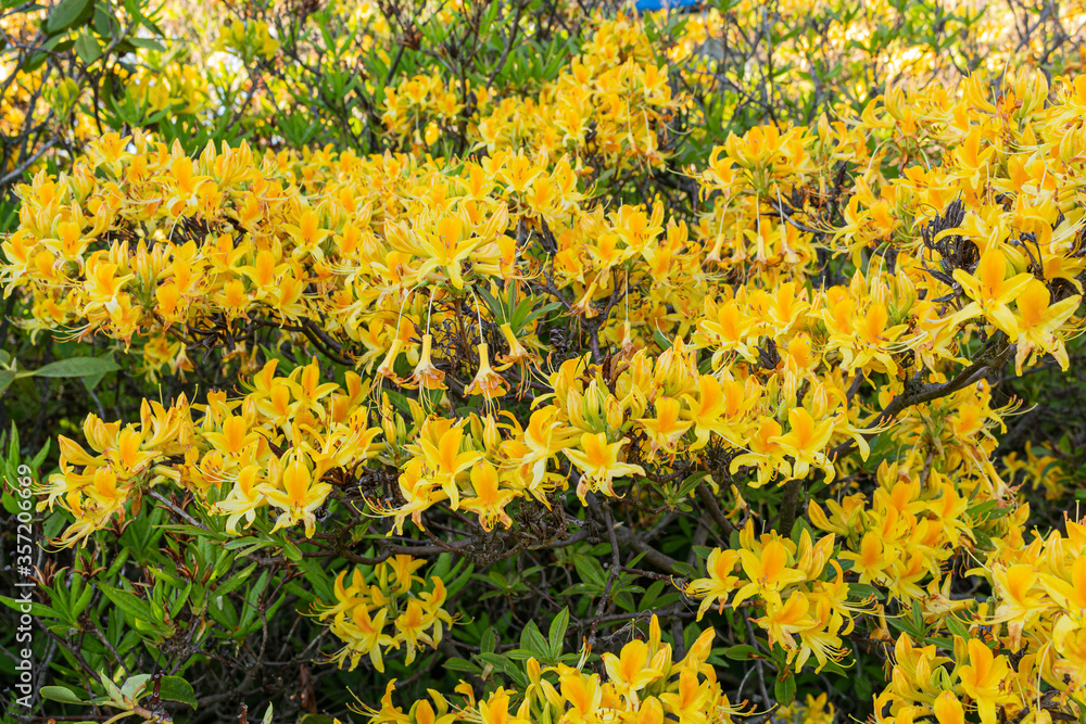Obraz premium Beautiful outdoor floral background with yellow and pink rhododendrons. Bush of delicate yellow and pink flowers of azalea or Rhododendron plant in a sunny spring day