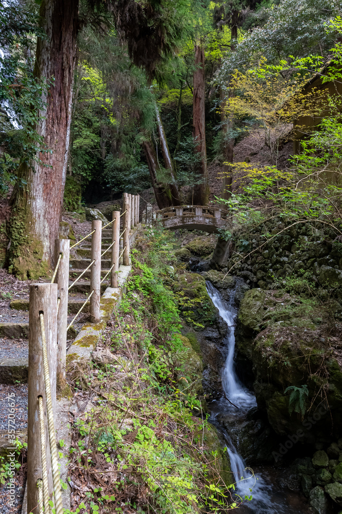 Fototapeta premium Narrow lane in the forest, brook, bridge - Hyogo, Japan