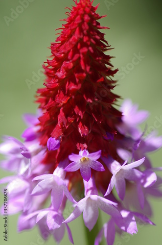 Close-up of beautiful primrose shining in the sun. Standalone. Macro. Isolated.