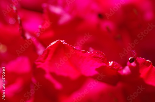 Close-up of beautiful cherry red rhododendron flower. Rhododendron blossom. Isolated. Macro. 
