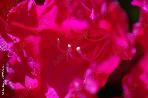 Close-up of beautiful pink rhododendron blossom. Rhododendron petals. Macro. Isolated. Standalone.