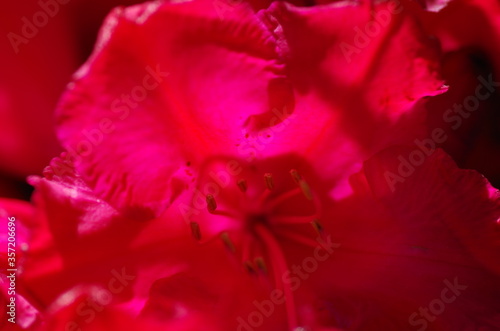Close-up of beautiful cherry red rhododendron flower. Rhododendron blossom. Isolated. Macro. 
