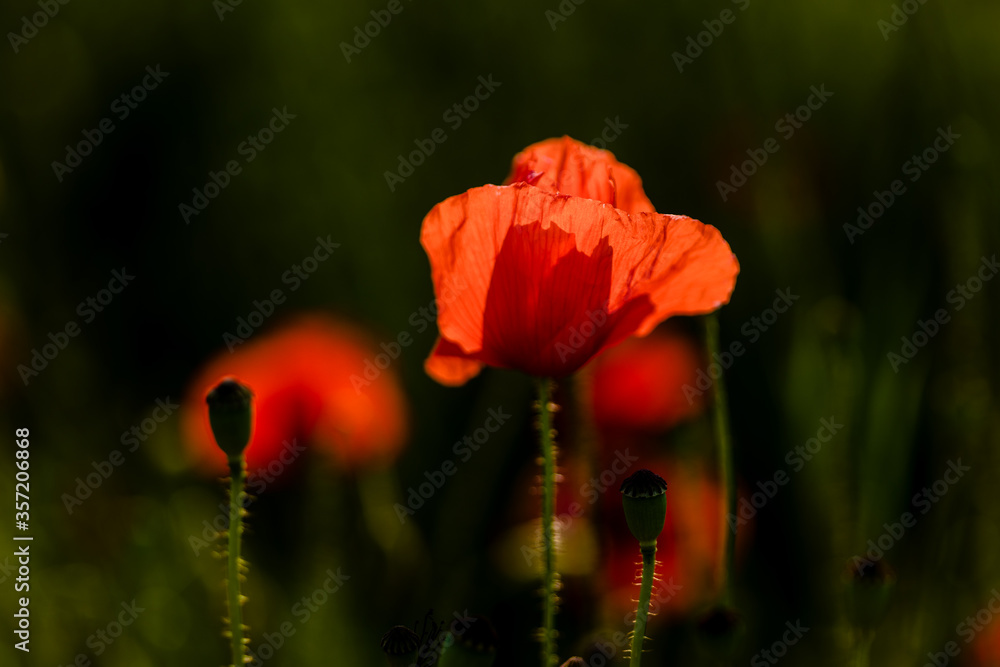 Obraz premium red poppy in the field